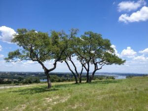 Tree Trimming & Removal