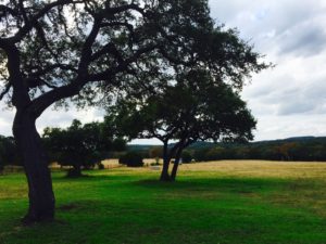 Tree Trimming Service Bulverde TX