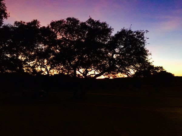 Tree Services in San Antonio, Texas Silhouette of trees against a colorful sunset sky with hues of purple, pink, and orange.
