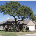 What a Professional Consultation Can Do for Your Trees