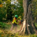 Why You Should Leave Tree Removal to the Professionals
