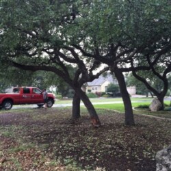 A few trees on a front lawn in a residential neighborhood