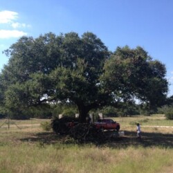 Tree trimming service