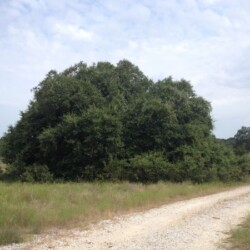 Overgrown trees