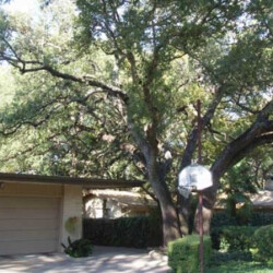 Tree Trimming & Removal