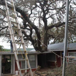 Photo of tree before trimming