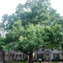 A large tree in front of a home