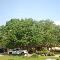 A home with large trees surrounding it