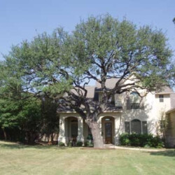 Photo of tree in front of house