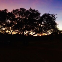 Silhouette of trees against a colorful sunset sky with hues of purple, pink, and orange.