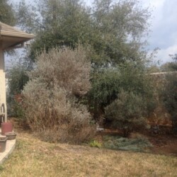 An overgrown tree in a yard