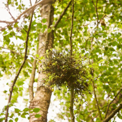 Some ball moss collected on a birch tree