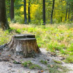Tree Removal & Stump Grinding in San Antonio, TX
