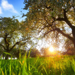 Consultation & Tree Fertilization in San Antonio, TX