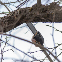 Tree Trimming & Pruning in San Antonio, TX